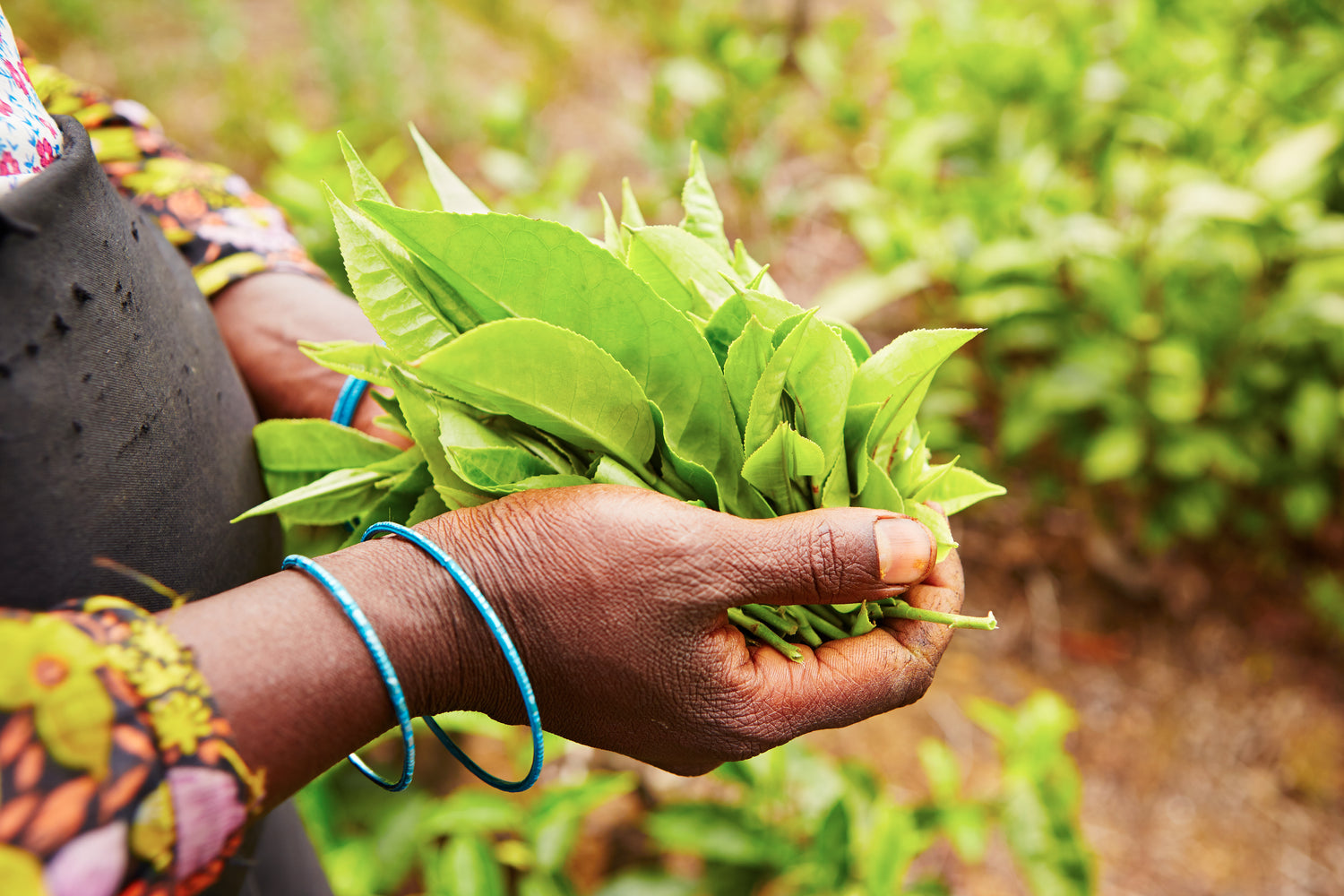 Green tea leaves in a hands